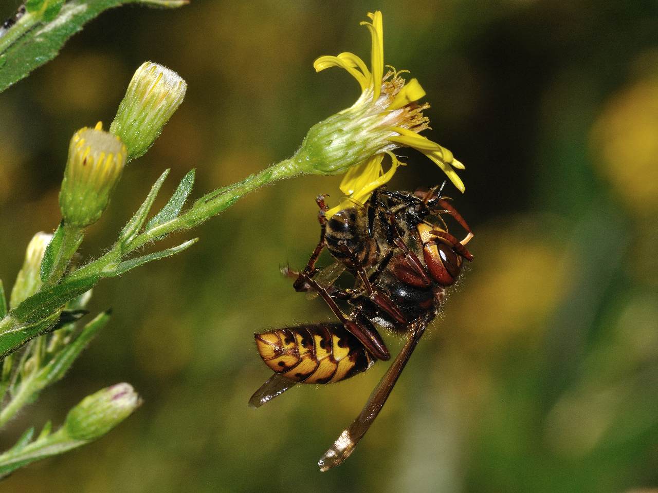 Vespa crabro preda Apis mellifera